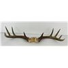 Image 1 : Gene Wensel Whitetail Deer Mount