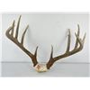 Image 1 : Gene Wensel Whitetail Deer Mount