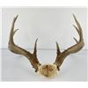 Image 3 : Gene Wensel Whitetail Deer Mount