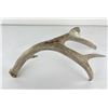 Image 1 : Gene Wensel Whitetail Deer Shed Horn