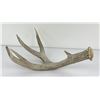 Image 2 : Gene Wensel Whitetail Deer Shed Horn