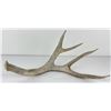 Image 3 : Gene Wensel Whitetail Deer Shed Horn