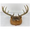 Image 1 : Gene Wensel Whitetail Deer Mount