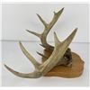 Image 2 : Gene Wensel Whitetail Deer Mount