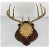 Image 1 : Gene Wensel Whitetail Deer Mount