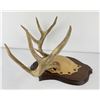 Image 2 : Gene Wensel Whitetail Deer Mount