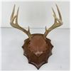 Image 1 : Gene Wensel Whitetail Deer Mount