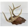Image 2 : Gene Wensel Whitetail Deer Mount