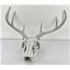 Image 1 : Gene Wensel Whitetail Deer Mount