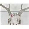 Image 2 : Gene Wensel Whitetail Deer Mount