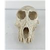 Image 1 : Gene Wensel African Vervet Monkey Skull