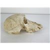 Image 2 : Gene Wensel African Vervet Monkey Skull