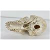 Image 5 : Gene Wensel African Vervet Monkey Skull