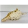 Image 1 : Gene Wensel African Skull Mount