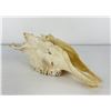 Image 2 : Gene Wensel African Skull Mount