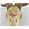 Image 2 : Gene Wensel African Skull Mount
