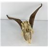 Image 3 : Gene Wensel African Skull Mount