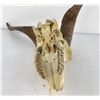 Image 4 : Gene Wensel African Skull Mount
