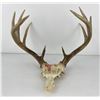 Image 1 : Gene Wensel Whitetail Deer Mount