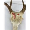Image 2 : Gene Wensel Whitetail Deer Mount