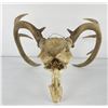 Image 3 : Gene Wensel Whitetail Deer Mount