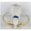 Image 1 : Gene Wensel Warthog Skull Mount
