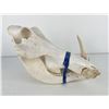 Image 2 : Gene Wensel Warthog Skull Mount