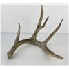 Image 1 : Gene Wensel Whitetail Deer Shed Horn