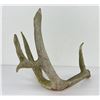 Image 2 : Gene Wensel Whitetail Deer Shed Horn