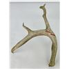 Image 3 : Gene Wensel Whitetail Deer Shed Horn