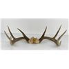 Image 1 : Gene Wensel Whitetail Deer Mount