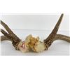 Image 2 : Gene Wensel Whitetail Deer Mount
