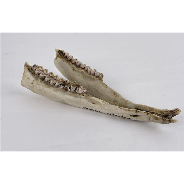 Gene Wensel Whitetail Deer Jaws Woody