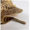 Image 2 : Montana Rattlesnake Skin