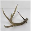Image 2 : Gene Wensel Kill Arrow Mounted in Synthetic Horn