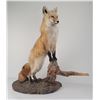 Image 1 : Gene Wensel Red Fox Mount