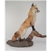 Image 2 : Gene Wensel Red Fox Mount