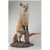 Image 3 : Gene Wensel Red Fox Mount