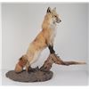 Image 5 : Gene Wensel Red Fox Mount