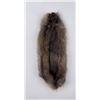 Montana Muskrat Taxidermy Fur Pelt Hide