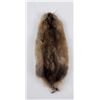 Montana Muskrat Taxidermy Fur Pelt Hide