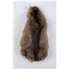 Montana Muskrat Taxidermy Fur Pelt Hide