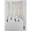Lot of 5 Wild Tanned Taxidermy Ermine