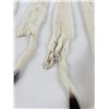 Image 3 : Lot of 5 Wild Tanned Taxidermy Ermine