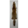Image 1 : Beautiful Ranch Red Fox Fur Pelt Taxidermy