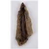 Montana Muskrat Taxidermy Fur Pelt Hide