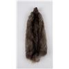 Montana Muskrat Taxidermy Fur Pelt Hide