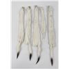 Image 1 : Lot of 5 Wild Tanned Taxidermy Ermine