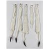 Image 2 : Lot of 5 Wild Tanned Taxidermy Ermine