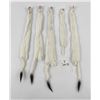 Image 3 : Lot of 5 Wild Tanned Taxidermy Ermine